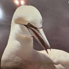 VTG 1982 Art Photography “Gannets Three” Sea Birds Matted Signed Beach Decor
