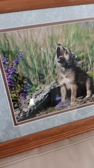 Millcreek Wildlife Reflections Set Photographs Wolves 2 Framed Matte 16.5″x13.5″