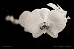 KELLY WILLIAM WRIGHT Original FLOATING ORCHID Flower Botanical Photograph 13×19