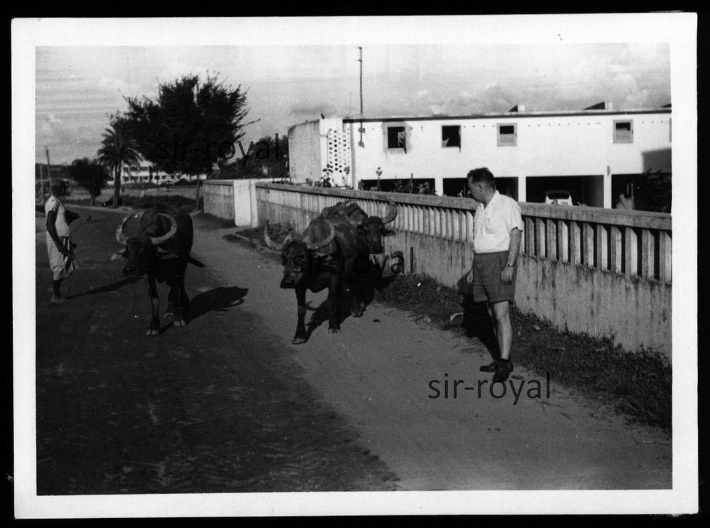 Lahore in Pakistan 1959 – Water Buffalo in the Suburbs – 1950s – Photo 9x7cm