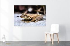 Cuban Tree Frog – Fine Art Macro Photography Prints – by Bear8Photo