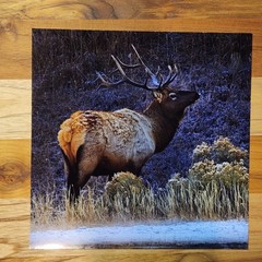Nature Art Photography – ELK in Yellowstone winter – Signed Wildlife Print