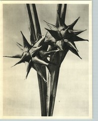1942 Original BOTANICAL Gray’s Sedge PLANT Flower Photo Art KARL BLOSSFELDT