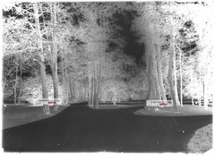 Antique Glass Plate Photo Black and White Negative 13×18 cm Vittel Park