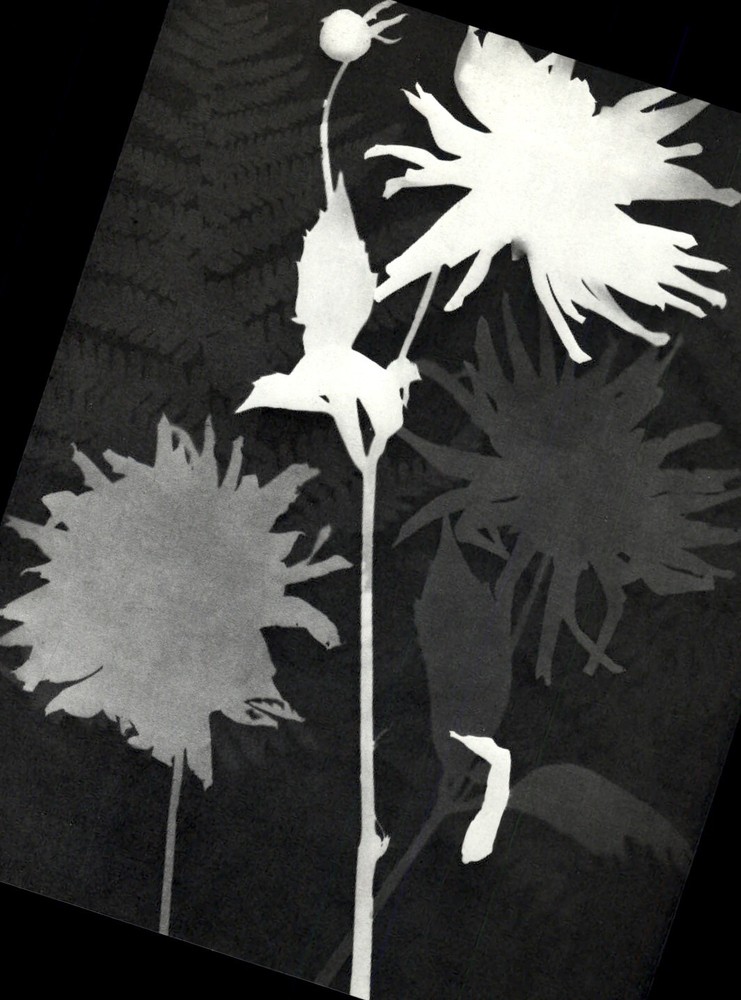 1975 Man Ray Rayograph Flowers Photogram Art Photo Gravure
