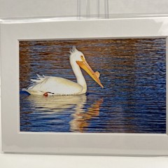 White Pelican Sea Bird Art Photography Matted 7×5 Inch Beach Decor Brauer