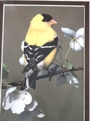 Original Photography of Birds Signed Greg Ledermann Cardinal Blue Jay Goldfinch
