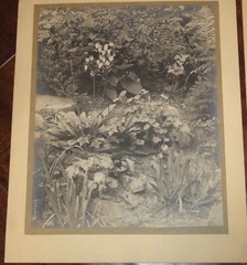 6 Vintage Signed Matted Sepia Photographs ~ Montclair NJ Botanical Gardens