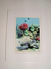 Hawaii Sea Turtle Ocean Photo, “Covered in Sand”, Matted, Age Unknown, pre-owned