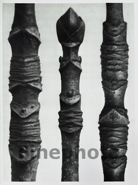 1929 Original Vintage KARL BLOSSFELDT Botanical Plant Flower Abstract Photo Art
