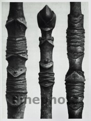 1929 Original Vintage KARL BLOSSFELDT Botanical Plant Flower Abstract Photo Art