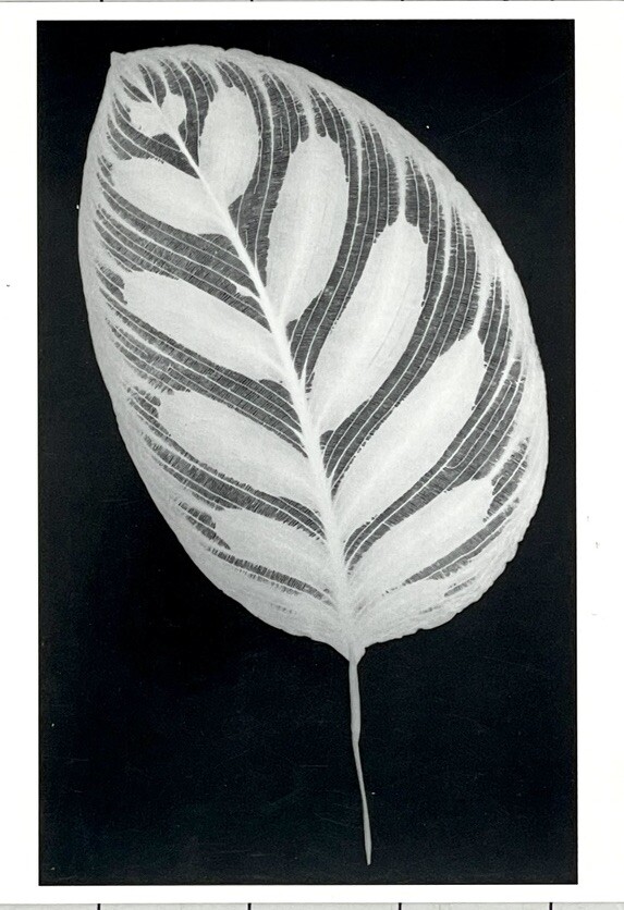 Amanda Means (b. 1945) Leaf #12, 1990 Art Photo Print Card
