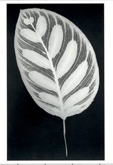 Amanda Means (b. 1945) Leaf #12, 1990 Art Photo Print Card