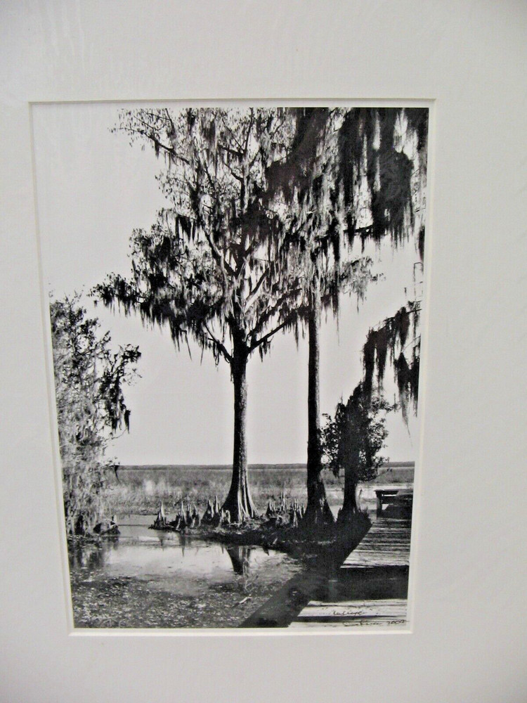 ART PHOTOGRAPHY 16×20 Florida Everglades B&W Matte Acid Free by Larry Santucci