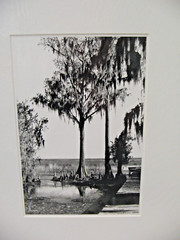 ART PHOTOGRAPHY 16×20 Florida Everglades B&W Matte Acid Free by Larry Santucci