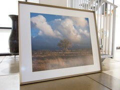 Photography Art Print with Frame of Grassy Wetlands Nature with Cottonwood Tree