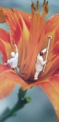 “Lily” Digital numbered photo copy by Lorri Honeycutt.