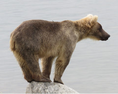 Young brown bear on a rock 8×10 Photograph Print 8″x10″
