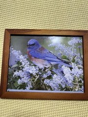 Set of 2 Framed Bird Prints Bluebird Robin Nature Wall Art Rustic Frame
