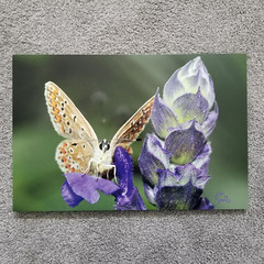 Original Wildlife Photo Metal Print LE Signed COA Common Blue Butterfly 12 x 18