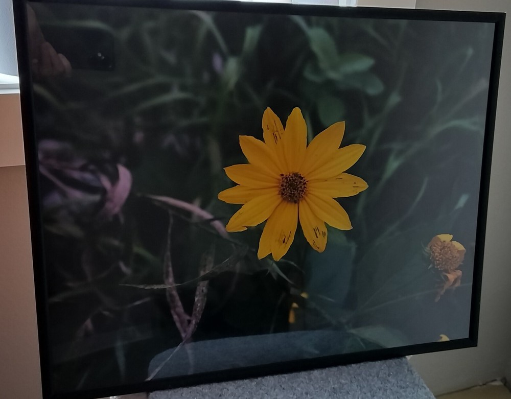 Photo of a yellow sunflower. Size of the poster size photo is 16×20.