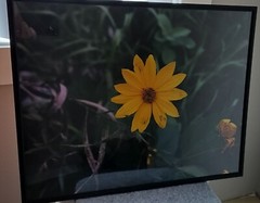 Photo of a yellow sunflower. Size of the poster size photo is 16×20.