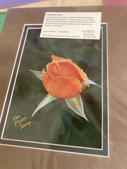 4 Beautiful Alaskan Flower Photos Mounted On Acid Free Mat Boards 8×10 In.