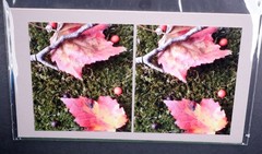 Boris Starosta 3D Stereoview – CREATIVE Foliage Ground Signed 2018