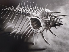 RUTH BERNHARD (1905–2006) – Venus Comb, 1943