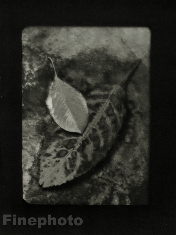 1932/78 Vintage JOSEF SUDEK Czech Photo Gravure SURREAL BOTANICAL PLANT Fine Art