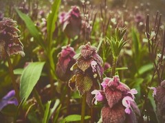 fine art photographs nature