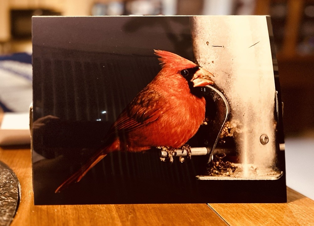 Red Cardinal Bird Photograph Art Picture 8×10 Feeder Perched