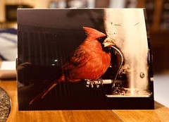 Red Cardinal Bird Photograph Art Picture 8×10 Feeder Perched