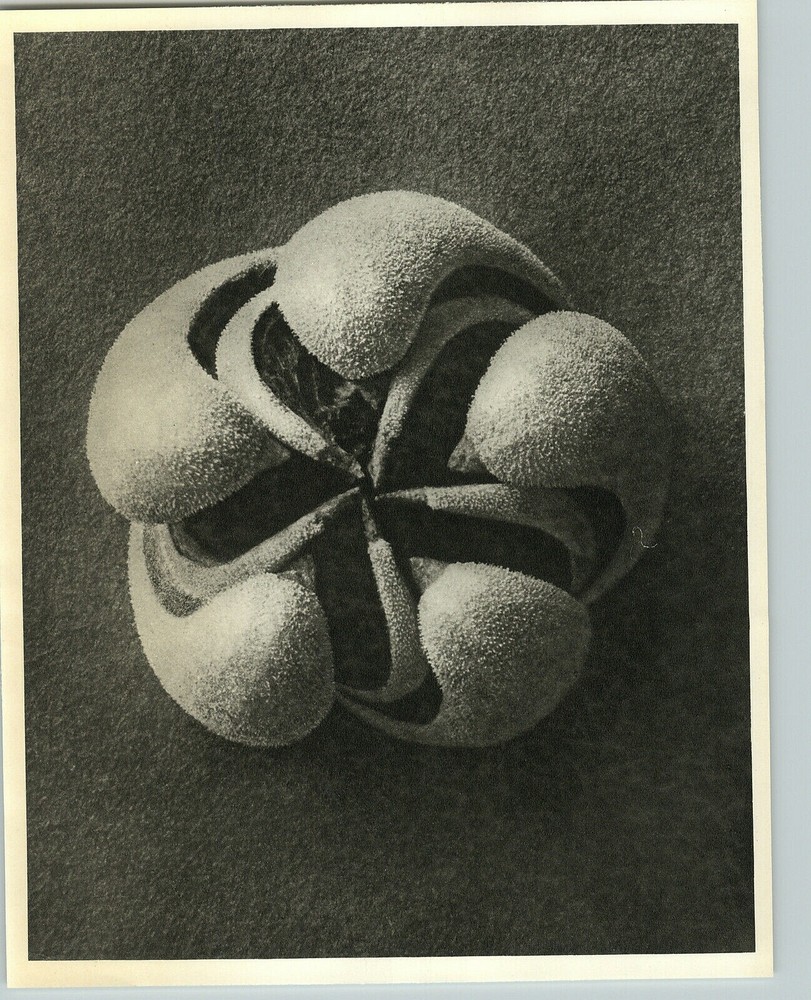 1942 Original BOTANICAL PLANT Blumenbachia Flower Photo Art KARL BLOSSFELDT