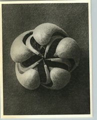 1942 Original BOTANICAL PLANT Blumenbachia Flower Photo Art KARL BLOSSFELDT
