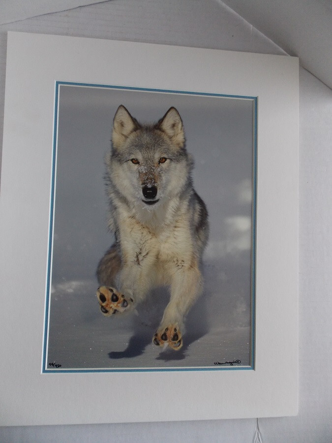 WOLF PHOTOGRAPH BY WARREN MAGILL LIMITED EDITION 20″ X 16″ # 2