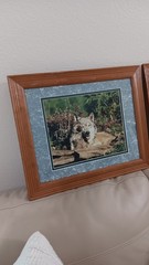 Millcreek Wildlife Reflections Set Photographs Wolves 2 Framed Matte 16.5″x13.5″