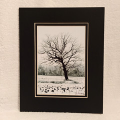 Black & White Wall Art 8×10 Matted Photo Print Winter Landscape Photography Tree