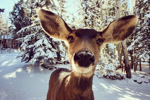 Digital Image Picture Photo Pic Wallpaper Background Brown Deer Snow 332223