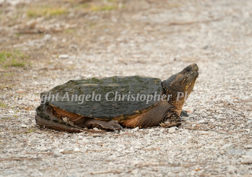 Original ACEO photo fine art print 2.5 x 3.5 inches COMMON SNAPPING TURTLE brown