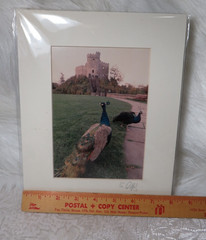 MATTED PHOTO OF PEACOCKS AT NORMAN KEEP CASTLE IN WALES SIGNED 4.75″ x 6.75″