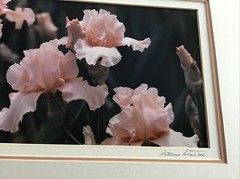 Patricia Stantos Photograph Of Irises Triple Matted 18” X 14”