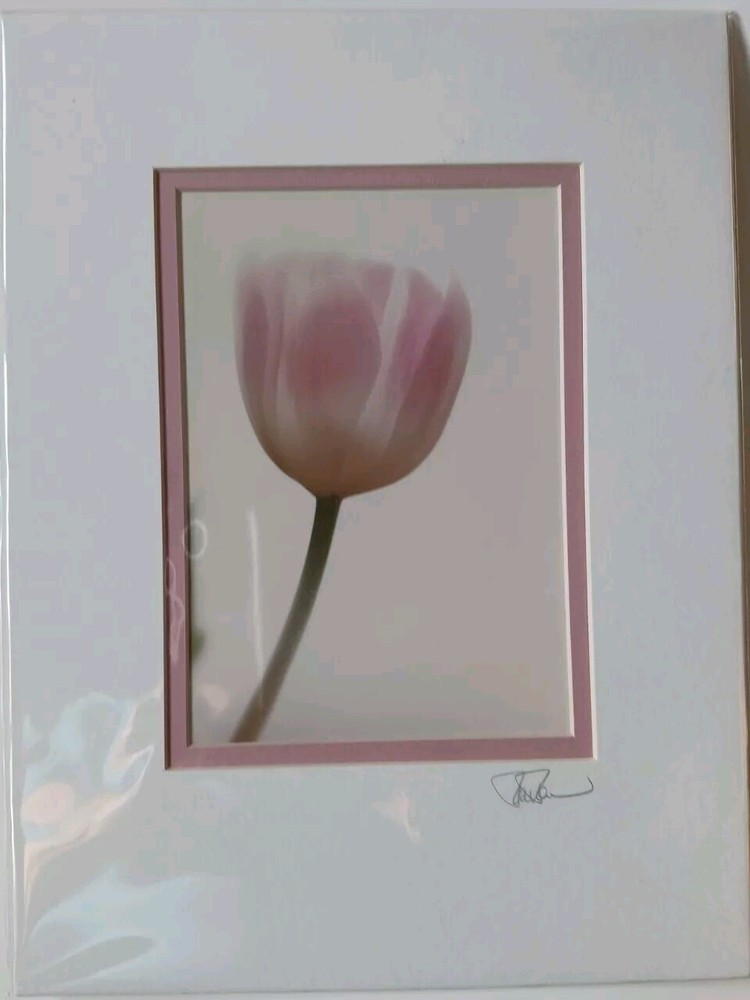 Tulip Soft Focus Matted Photograph