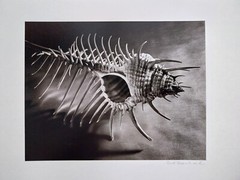 RUTH BERNHARD (1905–2006) – Venus Comb, 1943