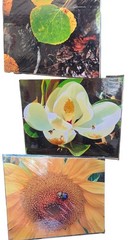 David R Britton Nature Photo Prints 8×10 Cardboard Lot Of 3 Sunflower Magnolia