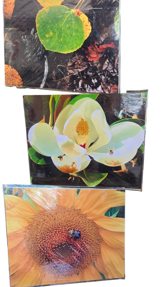 David R Britton Nature Photo Prints 8×10 Cardboard Lot Of 3 Sunflower Magnolia