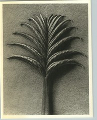 1942 Original BOTANICAL Caucasian Walnut PLANT Flower Photo Art KARL BLOSSFELDT