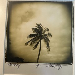 Limited edition sepia photographic print titled Palm Study by Michael Bryant