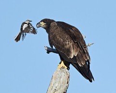 photograph of an eaglet confronted by a mockingbird