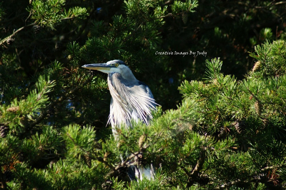 ZZTop Blue Heron
